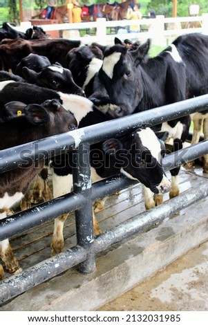 a group of cow in a cage. milk producer cow. cow for qurban in ied al-adha. Imagine de stoc © 