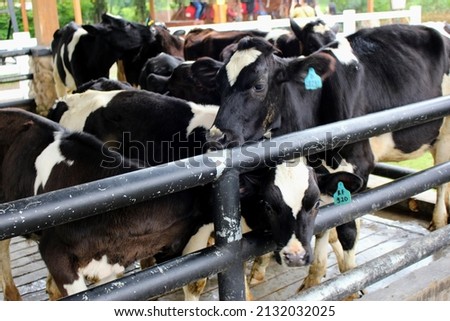 A group of cow in a cage. milk producer cow. cow for qurban. ied al-adha Imagine de stoc © 