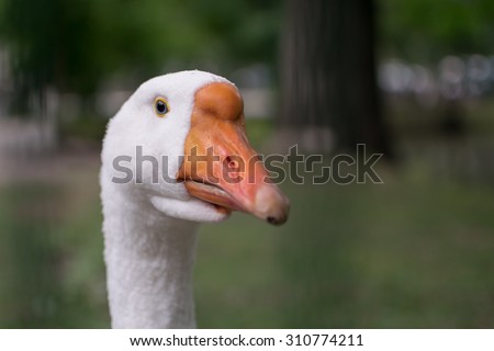 goose white goose head close up with an orange beak