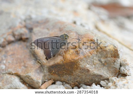 White-banded Awl butterfly on nature background