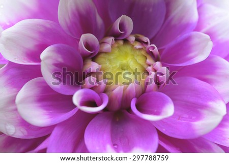 Flower purple chrysanthemum close up - floral background