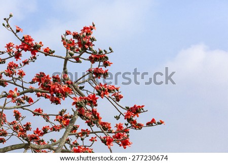 Red Silk Cotton Tree - The Latin name is Bombax Ceiba