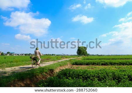 Namdinh, Vietnam - Jun 17, 2015: Farmer unidentified to return home after the working outside the peanut fields. Peanut is one of the important grain of Vietnam.