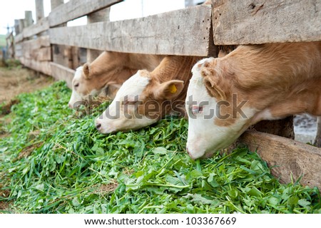 some young farm calves eating grass fodder