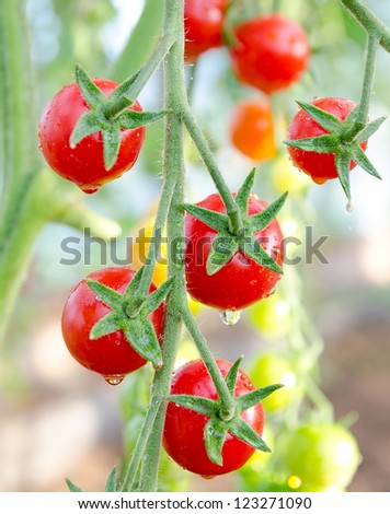 red cherry tomatoes on plant in water drops