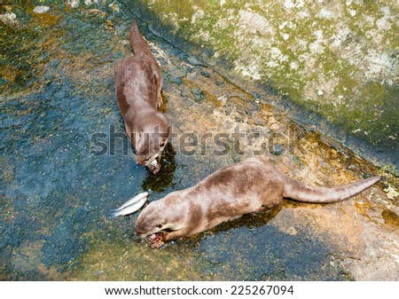 Two European otters (Lutra lutra) eat fish at a zoo. Otter is listed as Near Threatened by the IUCN Red List.