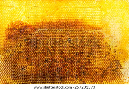 frame of honeycombs with wax cover removed, closeup