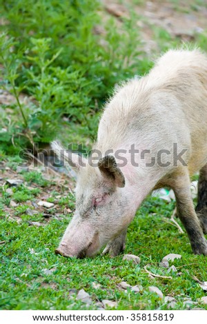 dirty young pig grazing in green ravine