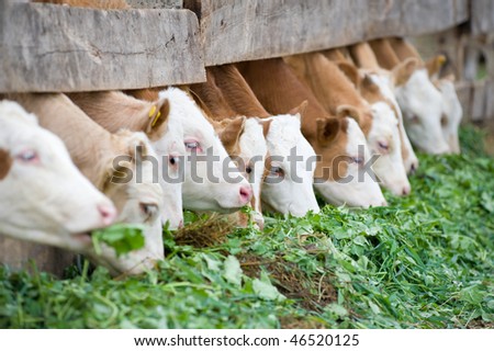 farm calves eating grass fodder