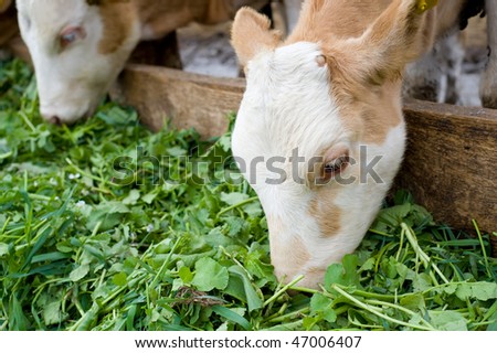 farm calves eating green grass fodder