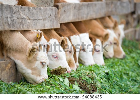 a line of farm calves eating green grass fodder
