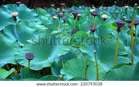Lotus flowers, lotus seed and lotus leaf