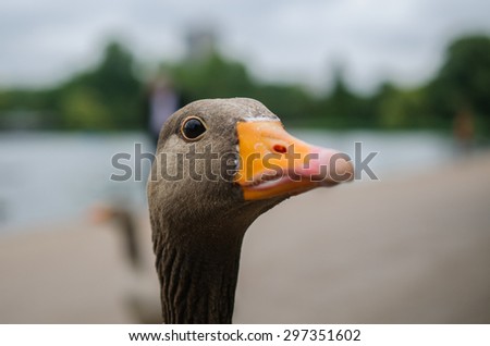 Detail of goose