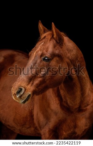 Similar – Image, Stock Photo beautiful brown horse portrait in the meadow