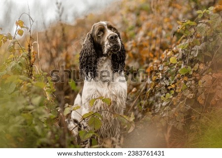 Similar – Image, Stock Photo Springer spaniel dog with wet fur by a beach