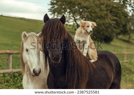 Similar – Image, Stock Photo Border collie puppy with blue eyes