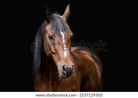 Similar – Image, Stock Photo beautiful brown horse portrait in the meadow