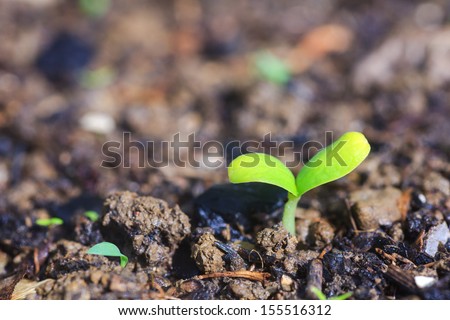 Photo of young plants in the ground