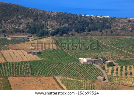 View of zibibbo Plantation in Pantelleria, Sicily