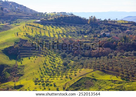 View of olive tree grove in the Leonforte countryside