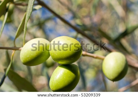 White olives on a trees