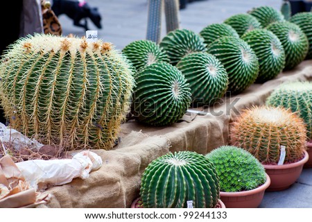 A lot of cactus plant in the plants shop