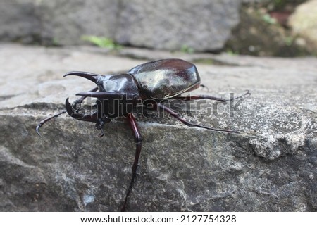 Kumbang badak