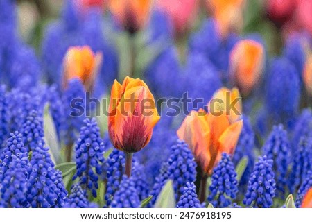 Similar – Image, Stock Photo A grape hyacinth blooms in the garden, moistened with drops of water.