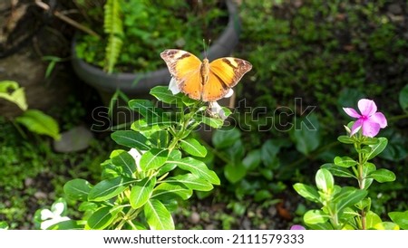 A brown butterfly perched on a white flower.