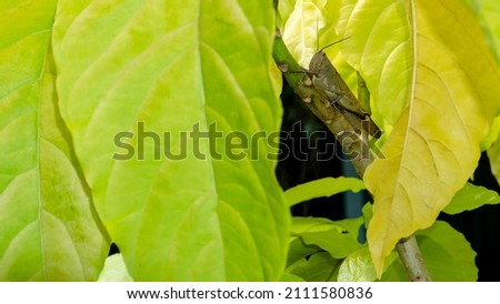 A brown grasshopper perched on a branch.