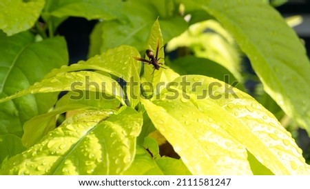 A bee perches on a green leaf.