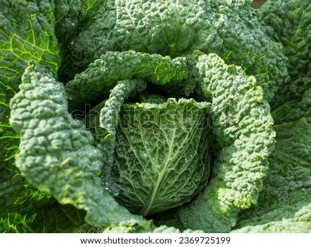 Similar – Image, Stock Photo Savoy cabbage freshly harvested on a green table.