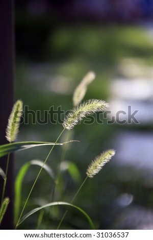 green wild grass in the afternoon back-lighting