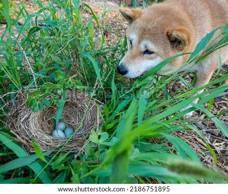 A bird's nest with three eggs was found by a dog Foto stock © 
