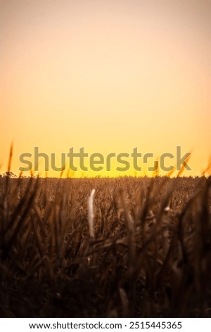 Similar – Image, Stock Photo A barley field just before maturity
