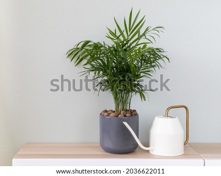 Potted green plant, parlor palm (Chamaedorea elegans) and watering can in home interior. Home decor and gardening concept. Stok fotoğraf © 