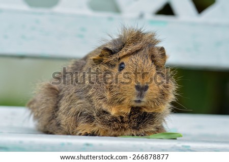 The Lovely Brown Guinea Pig