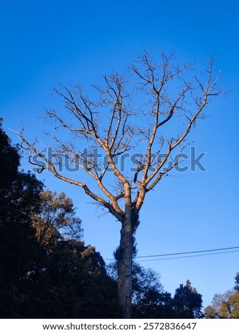 Similar – Image, Stock Photo mysterious circle of branches