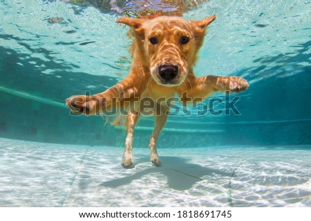 Similar – Image, Stock Photo underwater view of dog in the pool, fun and lifestyle at summer