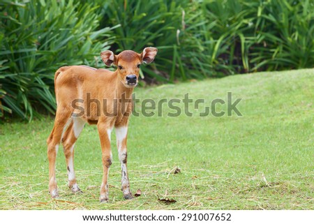Funny newborn baby cow on the farm stands on green grass and looking around curiously, asian livestock