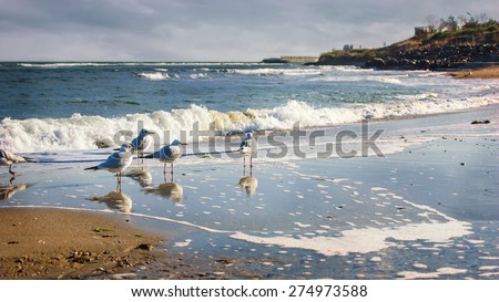 Flock of seagulls wading on a sandy beach, coast of the Black Sea