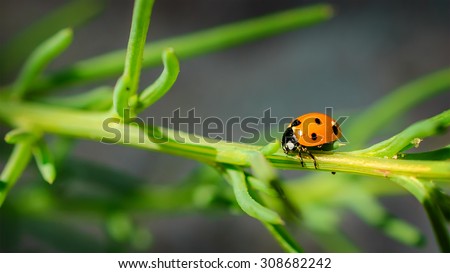 Ladybug on grass green on background.