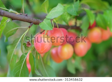Plum on branch in an autumn garden, selective focus and blur background.