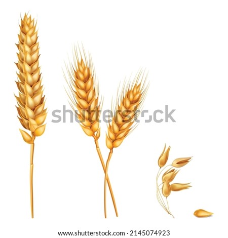 Illustration of wheat vector isolated on white background