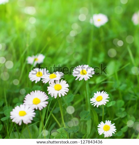 Spring daisy field. Easter card background.