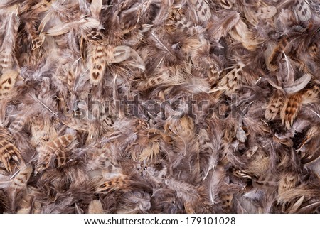 Background feathers of a brown quail