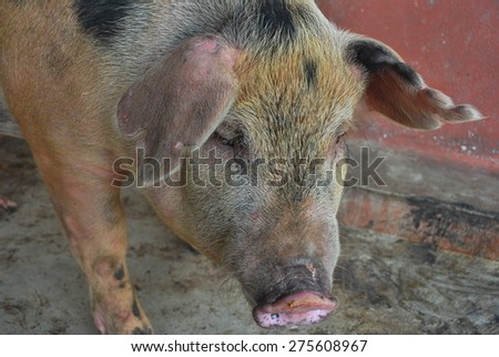 face of pig