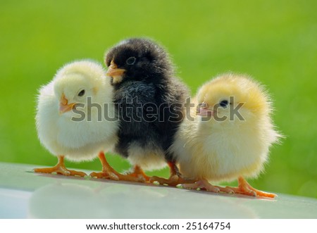 Three small chickens on the green background