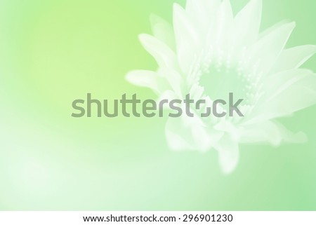 Vintage blur abstract background for valentine flower bright love white lotus filtered