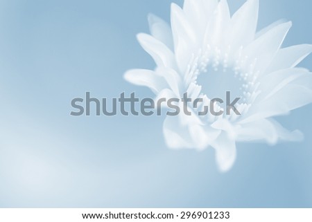 Vintage valentine flower blue love white lotus filtered blur background